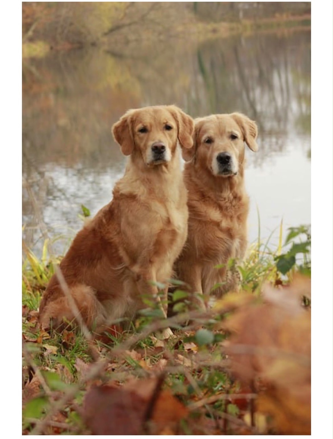 Perros junto a un lago en otoño