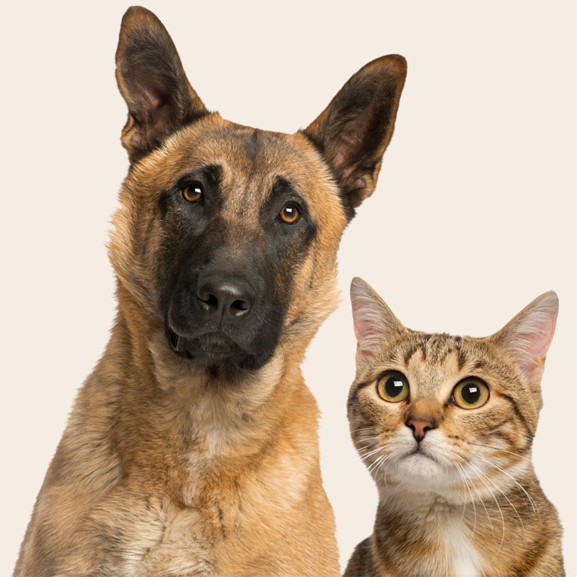 Perro y gato mirando a c&aacute;mara